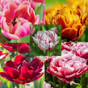 Tulip Double Mixed | 7 Bulbs Per Pack.