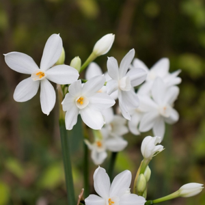 Narcissus Species Paperwhite - Daffodil Bulbs | 5 Bulbs Per Pack