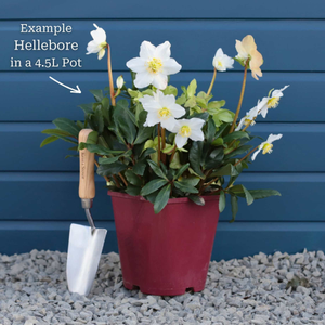 'Jesse' Christmas Rose | Hellebore Gold Collection®