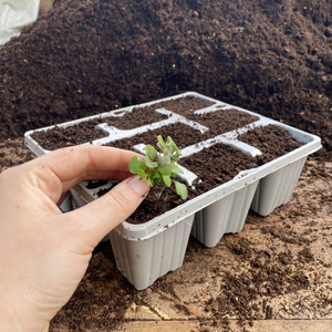 9 Cell Recyclable Grey Plastic Plant Tray | Pack of 10