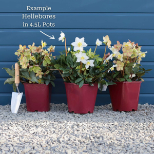 Full Season Hellebore Collection | Hellebore Gold Collection®