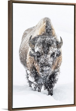 Portrait Of A Snow-Covered Bison Standing In A Snowstorm, Yellowstone National Park