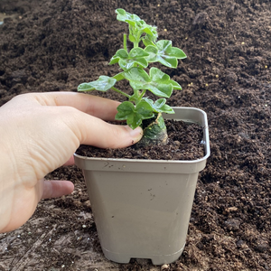 Recyclable Square Taupe-Grey 9cm Plastic Plant Pots | Pack of 100