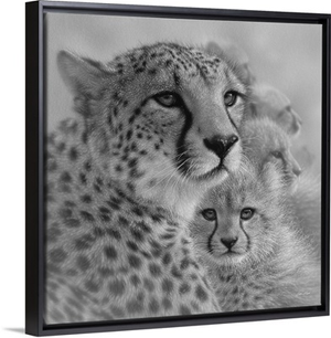 Cheetah Mother and Cubs - Mother's Love - Square