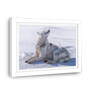 50x75cm Framed Photo Print