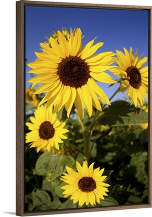 Fields of sunflowers in the early morning sunshine around the town of Cetona, Italy