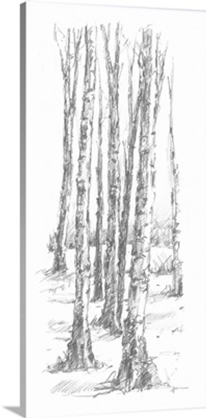 Birch Tree Sketch II