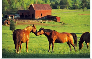 Horses grazing in sunny pasture