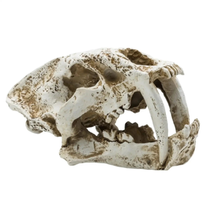 ProRep Resin Smilodon Skull
