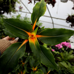 Mandarin Spider Plant