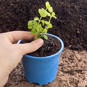 Recycled Eco-Blue 10cm Plant Pots | Pack of 10