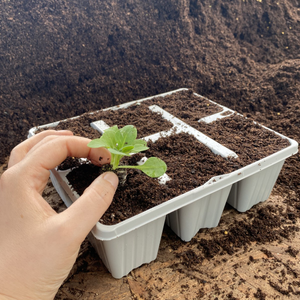 6 Cell Recyclable Grey Plastic Plant Tray | Pack of 100