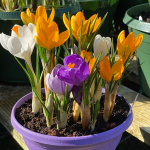 Crocus Species Chrysanthus Mixed | 20 Corms Per Pack