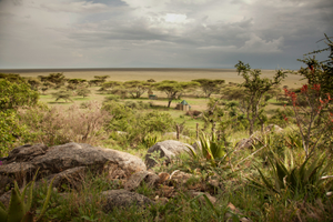 Wayo Serengeti Green Camp South