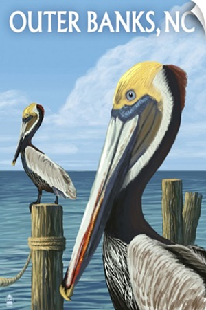 Brown Pelicans, Outer Banks, North Carolina
