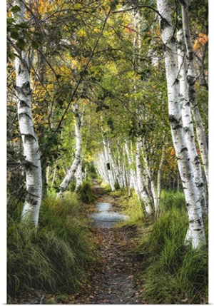 Birch Path I