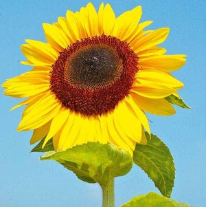Sunflower Seeds - Titan 