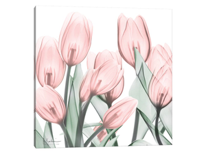 Gossamer Pink Tulips I