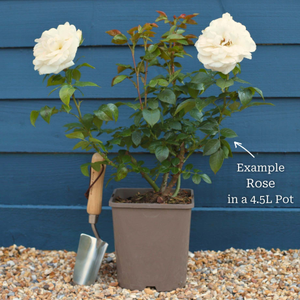 'Phoenix' Floribunda Rose