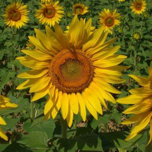 Flowers in the Sun Fragrance Oil