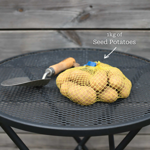 'Jazzy' Second Early Salad Seed Potatoes