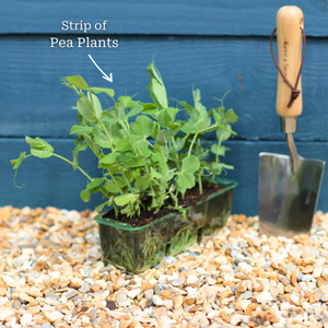 'Hurst Greenshaft' Pea Plants