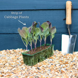 'Jade F1' Savoy Cabbage Plants