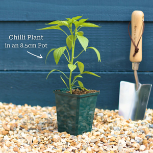 'Apache' Chilli Pepper Plants