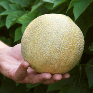 Cantaloupe Melon Plants