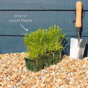 Mini Carrot Plants