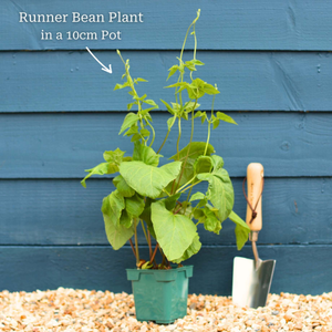 'Enorma' Runner Bean Plant