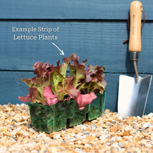 'Lollo Rossa' Lettuce Plants