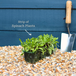 Spinach Plants