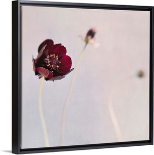 Chocolat Flowers