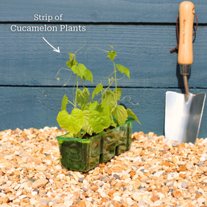 Cucamelon Plants