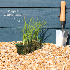 'Matador F1' Shallot Plants
