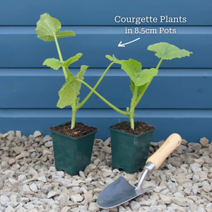 Gourmet Courgette Collection