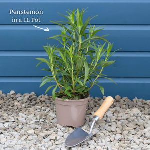 Penstemon 'Sour Grapes'