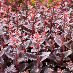 Sedum 'Seduction Chocolate Cherry'