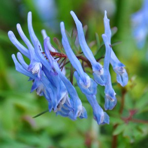 Corydalis 'Blue Heron'
