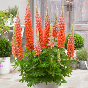 Lupin West Country 'Terracotta'