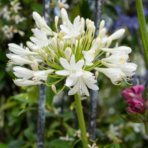 Agapanthus 'Bridal Bouquet'