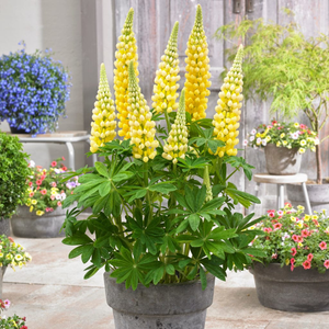 Lupin West Country 'Desert Sun'