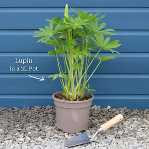 Lupin 'Legendary Yellow Shades'