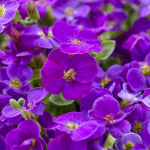 Aubrieta 'Kitte Blue'