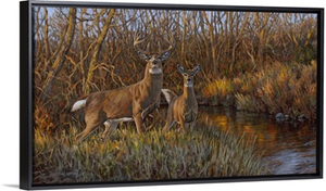 Whitetail Creek