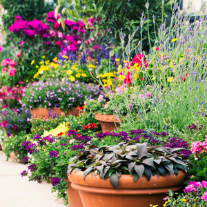Best Plants for Pots | Perennials for Container Gardens