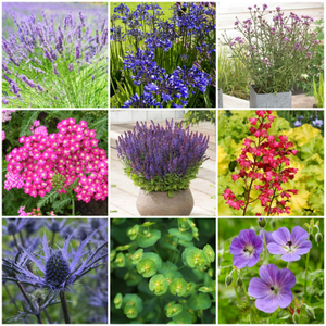 Mediterranean Garden Collection | Drought Tolerant Plants