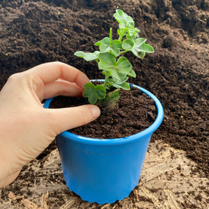 Recycled Eco-Blue 13cm Plant Pots | Pack of 100