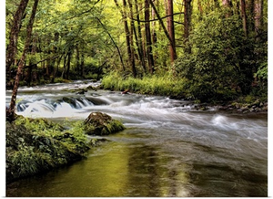 Sunlight on Jake's Creek I